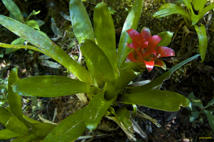Pr&oacute;ximo slide