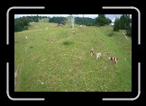 P1020156 * Vacas e down-hill ?? Isso vai dar bode ! * 800 x 533 * (187KB)